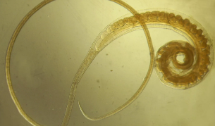 Whipworm trichocephalus