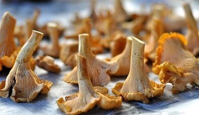 Mushrooms of khantoles to remove parasites from the body