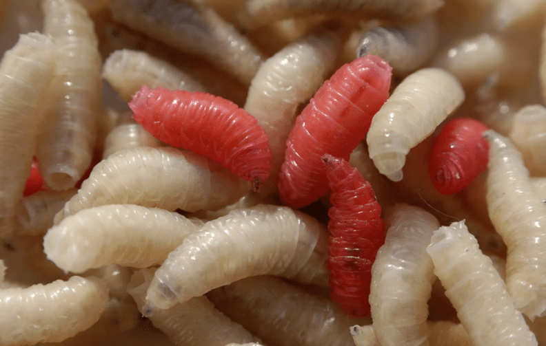 Types of parasites