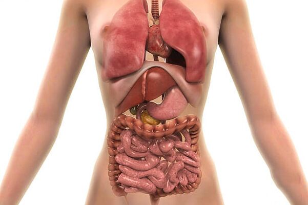 parasites in the human body