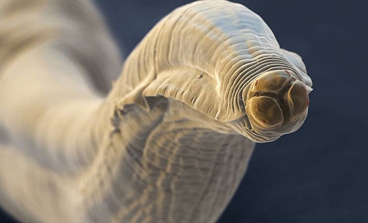 a worm parasite of the human body