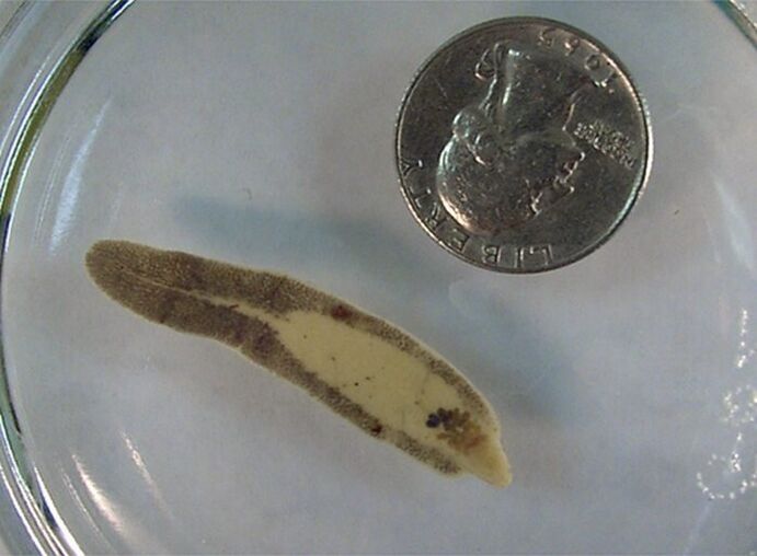 Randomness size compared to a coin